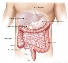 Anatomie abdomen